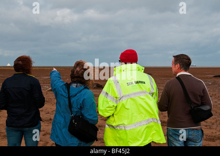 Dichtungen bei Donna Nook RAF in der Nähe von Grimsby Diskussionen Stockfoto