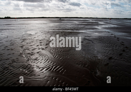 Dichtungen bei Donna Nook RAF in der Nähe von Grimsby Diskussionen Stockfoto