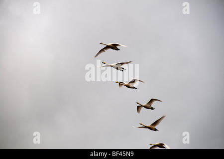 Dichtungen bei Donna Nook RAF in der Nähe von Grimsby Diskussionen Stockfoto