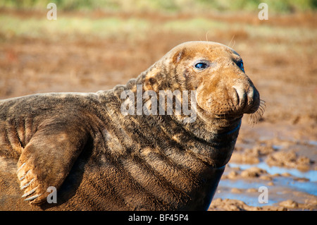 Dichtungen bei Donna Nook RAF in der Nähe von Grimsby Diskussionen Stockfoto