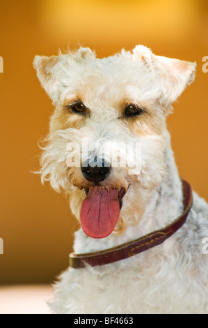 Porträt der Drahthaar-Foxterrier Stockfoto