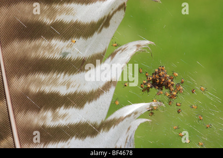 Kreuzspinne (Araneus Diadematus) Jungspinnen an Bussard Feder Stockfoto