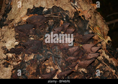 Pilze wachsen auf verfallenden Baum Stockfoto