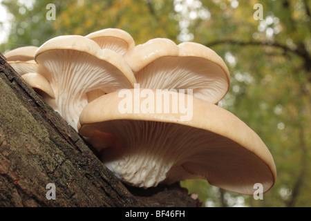 Austernpilze (Pleurotus Ostreatus) wächst auf tot Laubbaum in Virginia Stockfoto