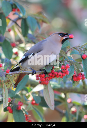 Seidenschwanz Bombycilla, Garrulus, Fütterung auf Zwergmispel Beeren, Zwergmispel frigidus Stockfoto