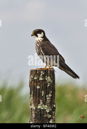 Eurasion Hobby, Falco Subbuteo thront auf einem Pfosten Stockfoto