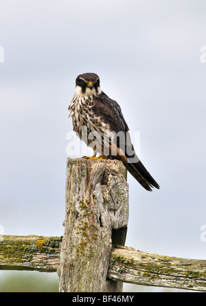 Eurasian Hobby Falco Subbuteo thront auf einem Zaunpfahl Stockfoto