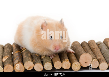 Teddybär Hamster mit weißem Hintergrund Stockfoto