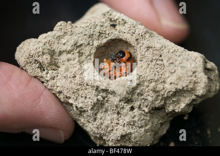 Kartoffelkäfer-Larven Stockfoto