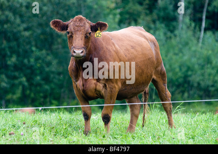 rote Angus Kuh auf der Weide. Fort Kent mich Stockfoto