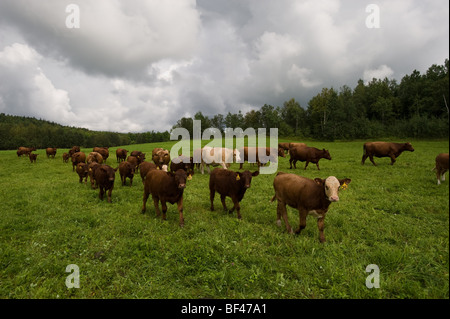 rote Angus Kühe auf der Weide. Fort Kent mich Stockfoto