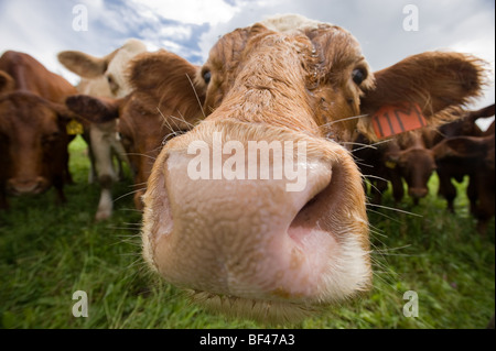 rote Angus Kühe auf der Weide. Fort Kent mich Stockfoto