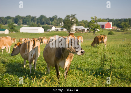 Bio Jersey Dairy Kühe auf der Weide im Besitz von Ron Holter, Holterhome Farm, Jefferson MD Stockfoto