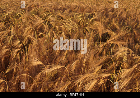 Landwirtschaftlich genutzte Landschaft von Essex Nahaufnahme reifer Gerstenpflanzen für die Lebensmittelversorgungskette England Vereinigtes Königreich Stockfoto