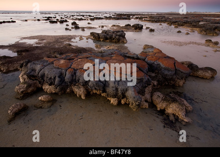 Stromatolithen im Hamelin Pool Shark Bay, Westaustralien. Primitive Cyanobakterien in hypersalinen Lagune, Abend Stockfoto