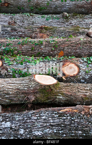 Gestapelte Pedunculate Eiche (Quercus Robur) Baumstämme - Sud Touraine, Frankreich. Stockfoto