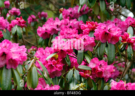 RHODODENDRON SUTCHUENENSE MARWOOD HILL GARDEN, DEVON Stockfoto