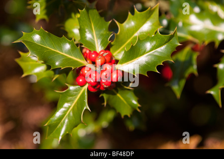 Holly Ilex Aquifolium mit roten Beeren, Sussex UK Herbst Stockfoto