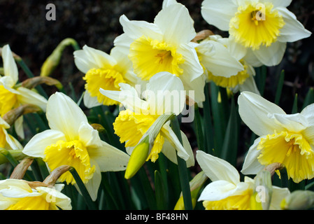 Narcissus 'Ice Follies' AGM Stockfoto