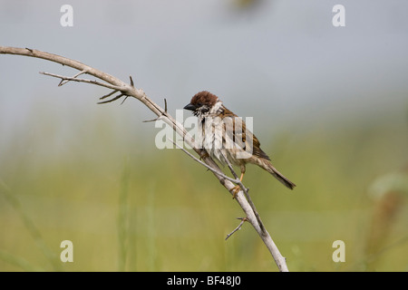 Eurasische Baum-Spatz (Passer Momtanus) hocken auf einem Ast nach dem Baden Stockfoto