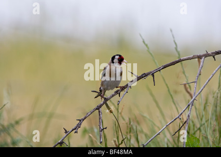 Europäische Stieglitz (Zuchtjahr Zuchtjahr) hocken auf einer Niederlassung singen Stockfoto