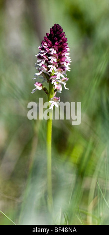 Verbrannte Tipp Orchidee (Orchis Ustulata) Stockfoto