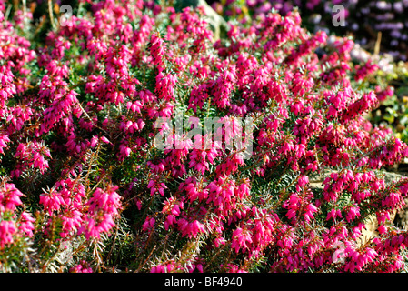 Erica Carnea "Myretoun Ruby" Stockfoto