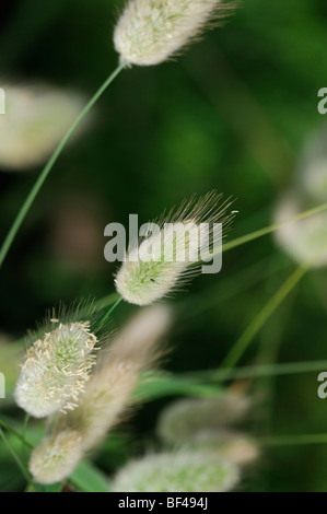 Lagurus Ovatus Hasen tail Rasen Garten ausdauernde Gräser architektonische Pflanze Pflanzen Stockfoto