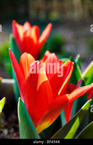 Tulipa 'Scarlet Baby' Stockfoto