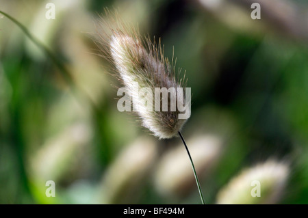 Lagurus Ovatus Hasen tail Rasen Garten ausdauernde Gräser architektonische Pflanze Pflanzen Stockfoto