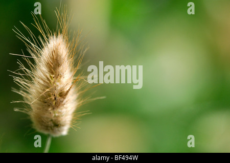 Lagurus Ovatus Hasen tail Rasen Garten ausdauernde Gräser architektonische Pflanze Pflanzen Stockfoto
