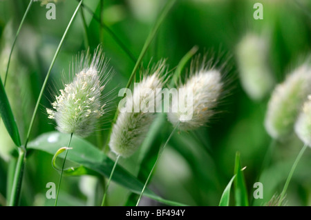 Lagurus Ovatus Hasen tail Rasen Garten ausdauernde Gräser architektonische Pflanze Pflanzen Stockfoto
