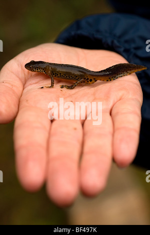 Bergmolch Ichthyosaura Alpestris, früher Triturus Alpestris in einem Teich auf dem Gelände von Admiralität, Urley Nook, Eaglesclif gefangen Stockfoto