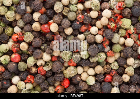 Mischung aus vier Paprika Erbsen. Schwarz, weiß, rot und rosa Pfeffer Stockfoto