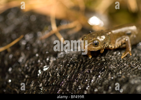 Bergmolch Ichthyosaura Alpestris, früher Triturus Alpestris in einem Teich auf dem Gelände von Admiralität, Urley Nook, Eaglesclif gefangen Stockfoto