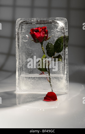 Red Rose in Eis eingefroren Stockfoto