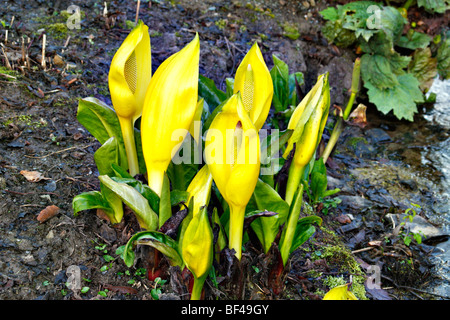 Lysichiton Americanus AGM Skunk Cabbage Stockfoto