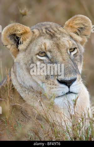 Weibliche African Lion, Panthera Leo. Masai Mara National Reserve, Kenia. Stockfoto