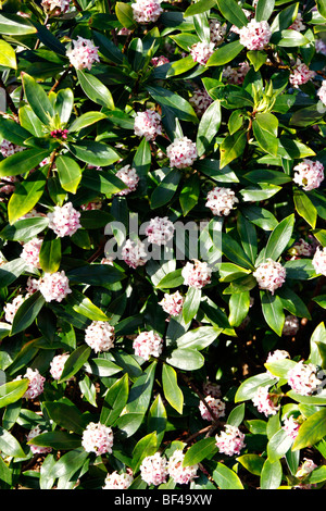 Daphne Odora 'Alba' Stockfoto