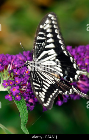 Papier Kite Reis Schmetterling Idee Leuconoe tropischer Schmetterling Getränk trinken Futter Fütterung lila Sommerflieder Busch schwarz weiß Stockfoto