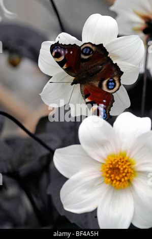 TAGPFAUENAUGE (Inachis Io) Fütterung füttern Getränk trinken Nektar von Dahlia "Twynings nach acht" Blume Blüte Blüte Stockfoto