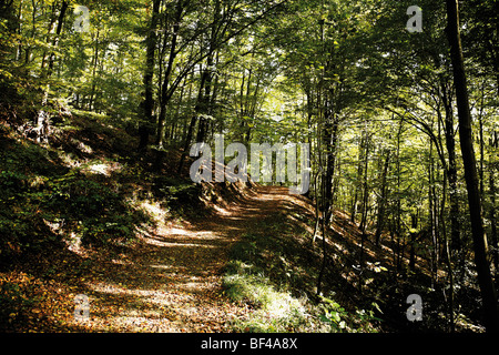 Rheinsteig-Wanderweg durch den Wald zum Märchenmuseum Berg, Siebengebirge Berge, North Rhine-Westphalia, Deutschland, Euro Stockfoto