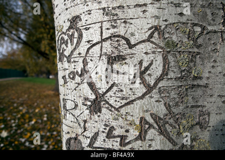 Liebe Herz eingraviert in Baumstamm Stockfoto