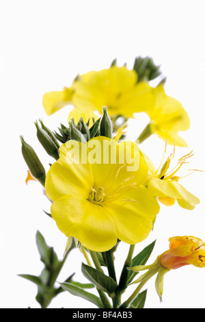 Nachtkerze oder Abendstern (Oenothera Biennis), Heilpflanze Stockfoto