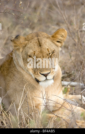 Weibliche African Lion, Panthera Leo, eingeschlafen. Masai Mara National Reserve, Kenia. Stockfoto
