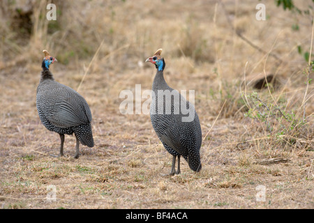 Behelmte Perlhühner Numida Meleagris. Masai Mara National Reserve, Kenia. Stockfoto