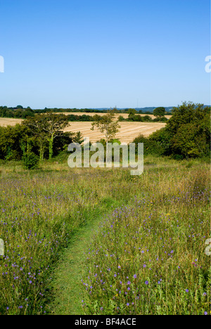 Glamorgan Wildlife Trust Naturschutzgebiet Lavenrock in der Nähe von Penarth Vale von Glamorgan-Süd-wales Stockfoto