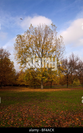 Herbst in Finsbury Park, London, UK Stockfoto