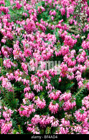 Erica Carnea 'Rosalie' AGM Stockfoto