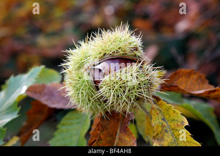 Europäische Arten von Sweet Chestnut Castanea Sativa, Frucht enthält einen stacheligen Cupule oder begraben Sussex, England, UK. Stockfoto